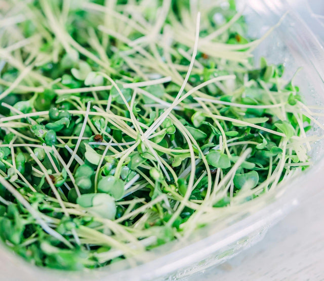 Sulforaphane 101: Everything You Need to Know