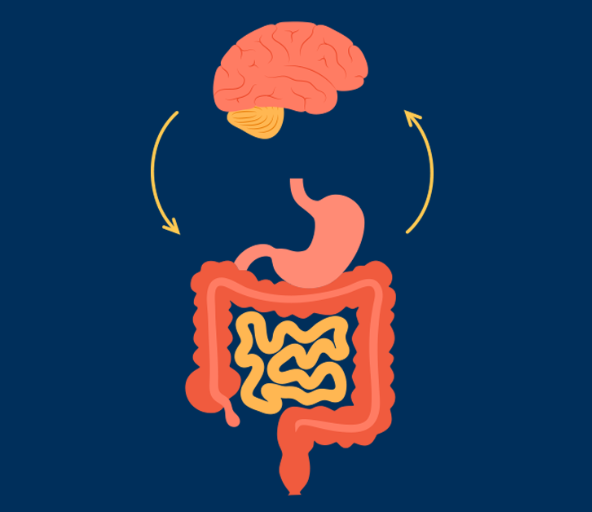 Gut-Brain Axis Image