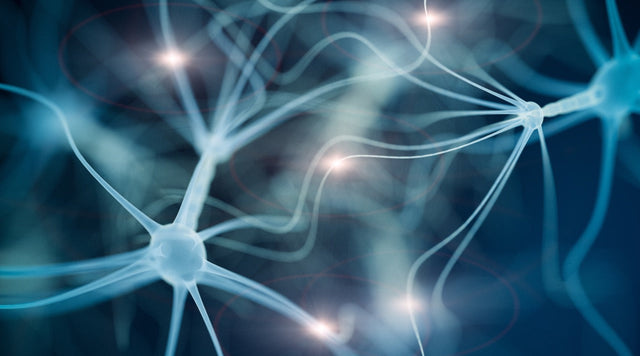 Senolytics: The Different Types and What They Do