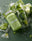 Phytopure Sulforaphane Advanced Lifestyle Image
